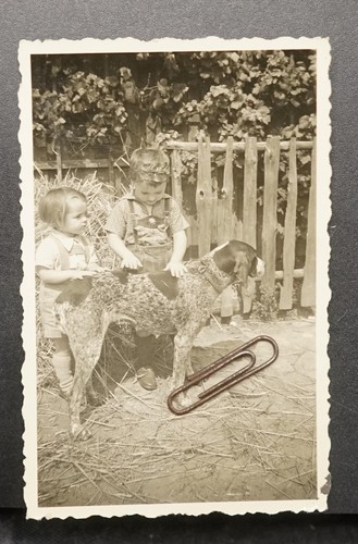 Deutsch kurzhaar jagdhund - deutsch,